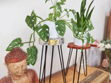 Wooden Plant Stands - Wood Houseplant Stands